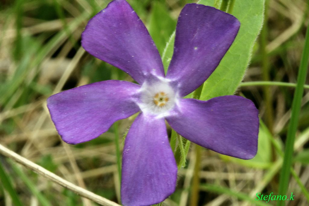 Fiore Elica !!! Vinca major